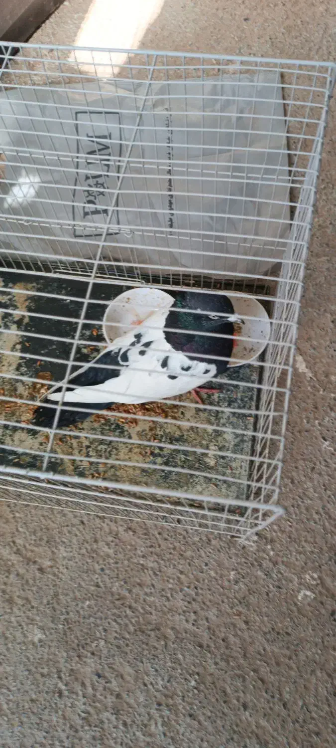 سینه سیاه نر|پرنده|چناران, |دیوار