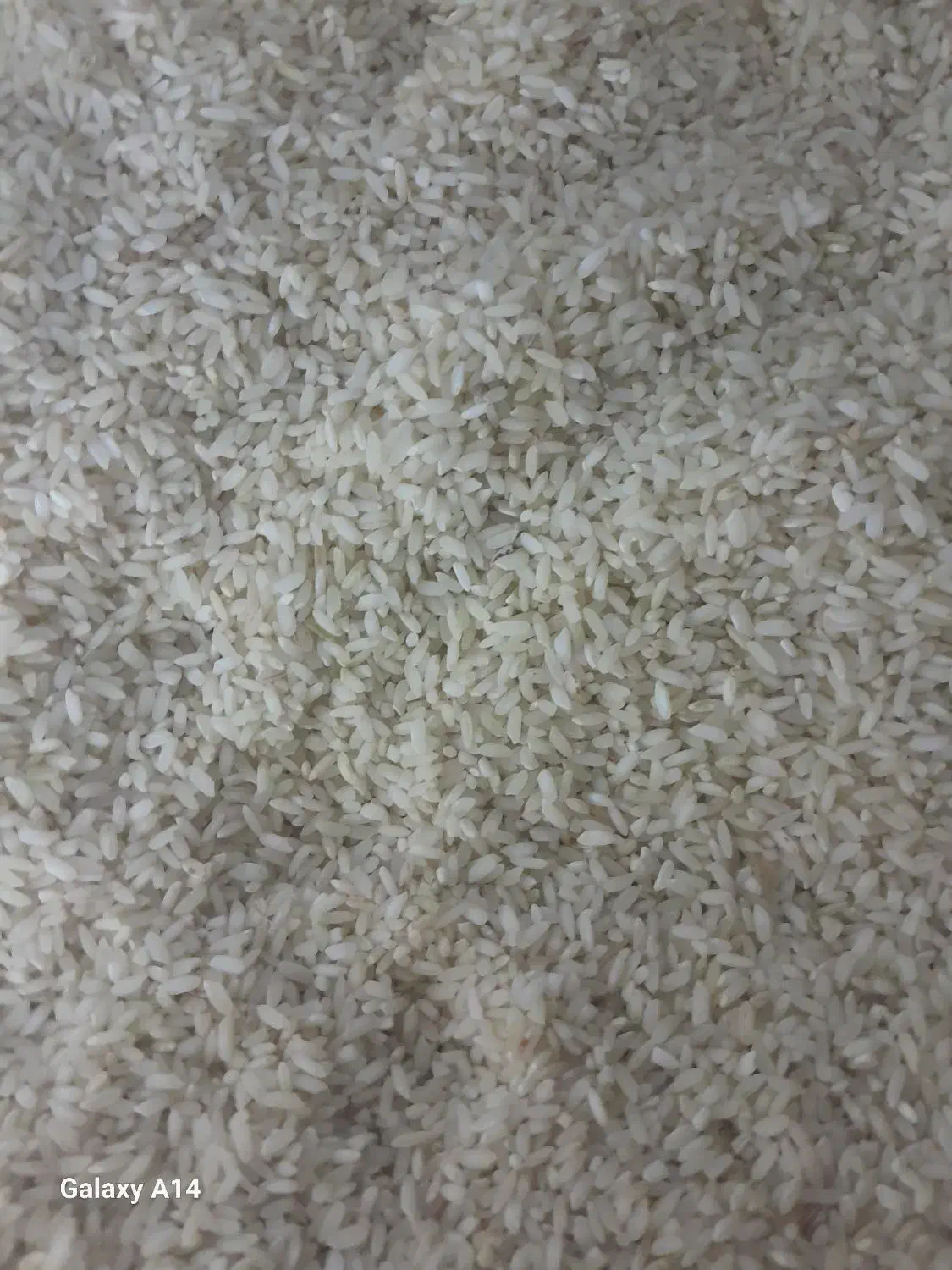 برنج چمپا|خوردنی و آشامیدنی|باغ ملک, |دیوار