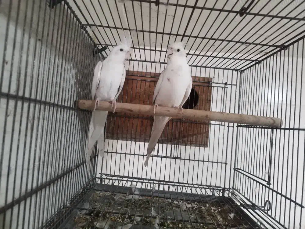 عروس هلندی آلبینو|پرنده|خورموج, |دیوار