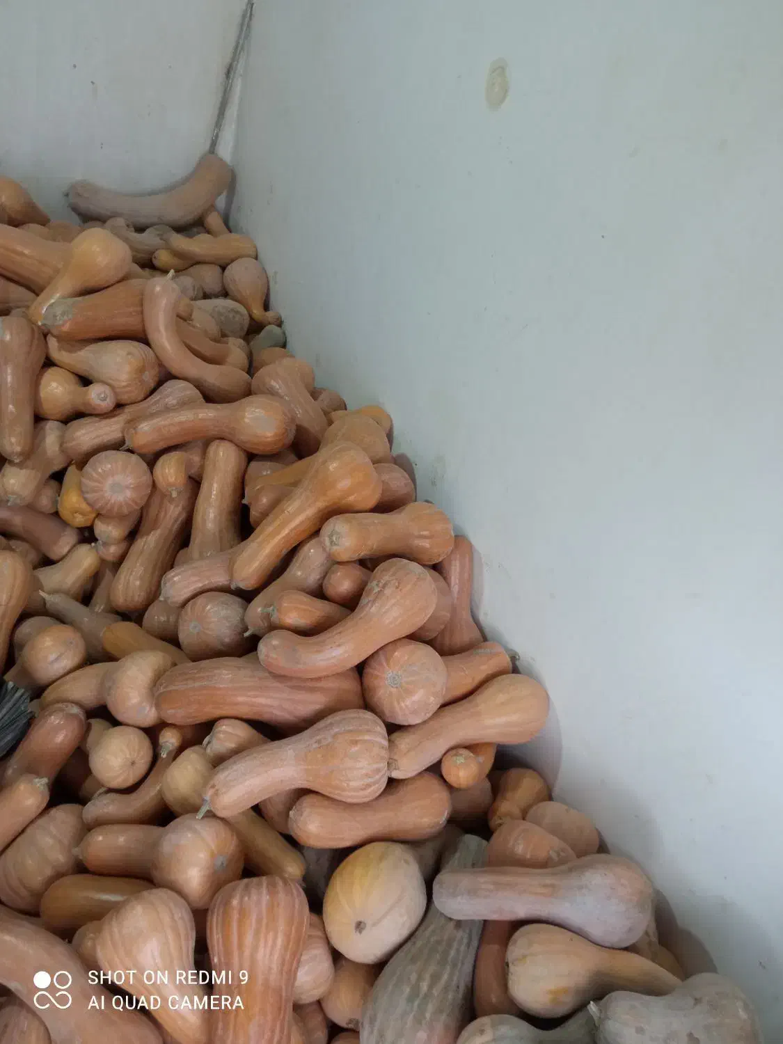 کدو درجه 1و2 همه روزه ارسال به تمام نقاط کشور|خوردنی و آشامیدنی|تربت جام, امام|دیوار