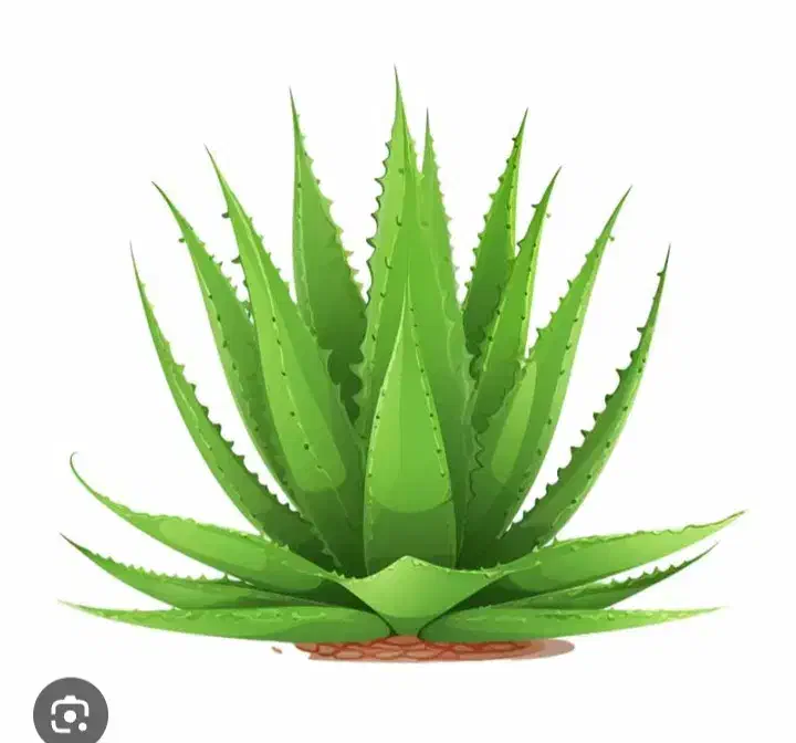 گیاه...|گل و گیاه طبیعی|اردکان, |دیوار