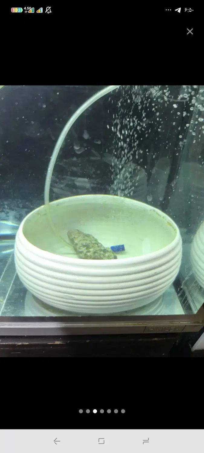 ماهی فلاور جفت خورده تخم ریز|ماهی|تهران, خانی آباد نو جنوبی|دیوار