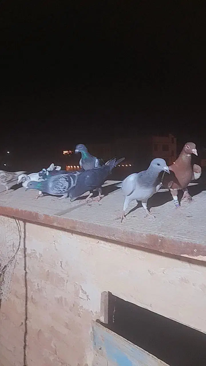 ۱۳تاکفترکاشمر بشرط|پرنده|کاشمر, |دیوار