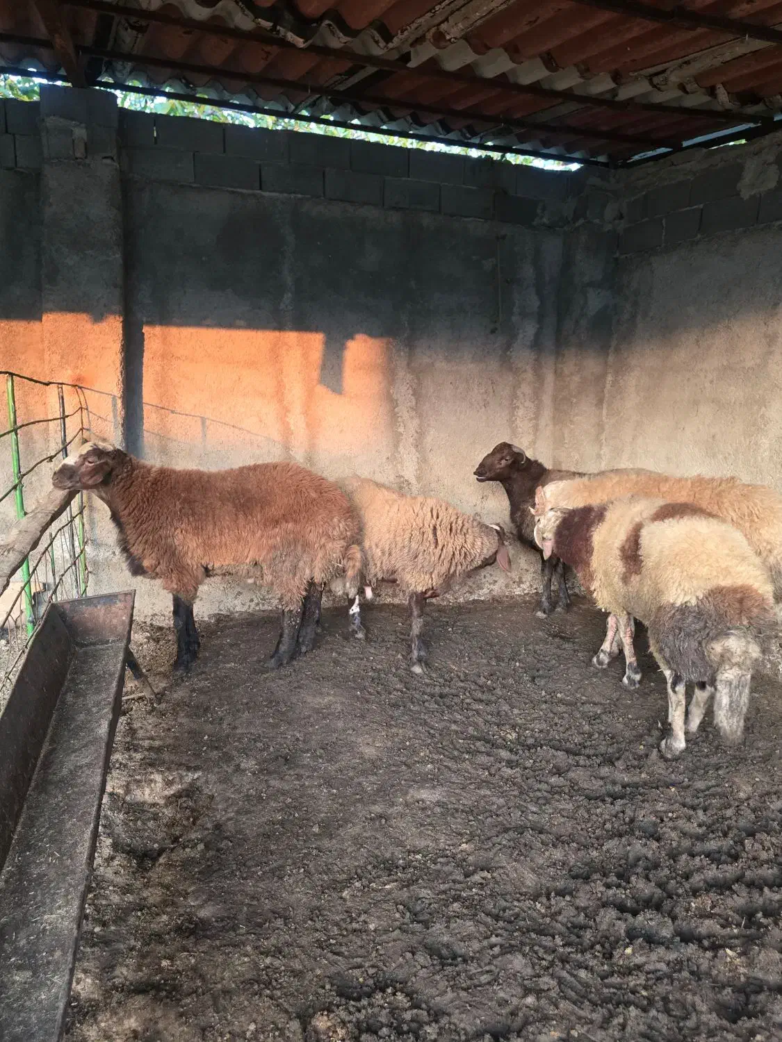 دام گوسفندی|حیوانات مزرعه|سورک, |دیوار