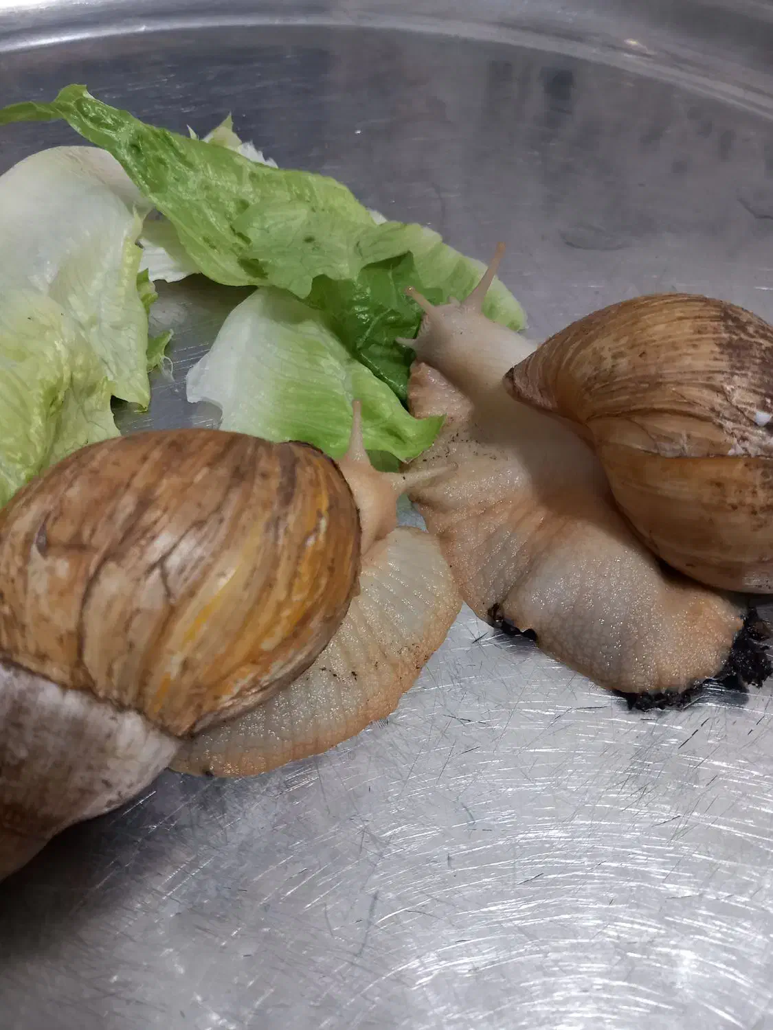 حلزونه|خزنده|تهران, مشیریه|دیوار