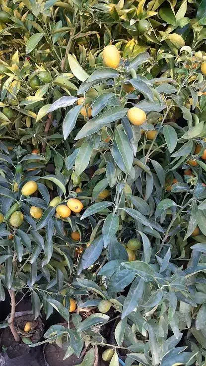 کامکوات|گل و گیاه طبیعی|خوی, |دیوار