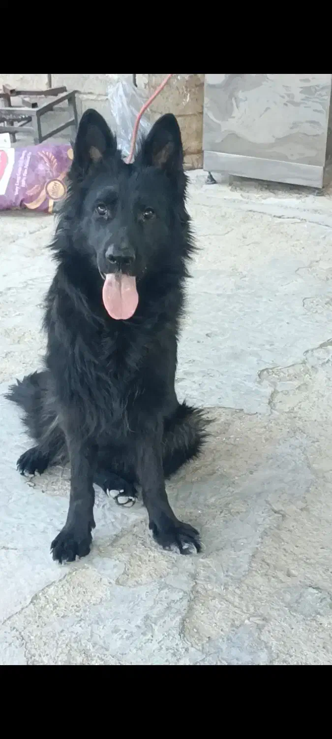 ژرمن|سگ|حاجی آباد, |دیوار