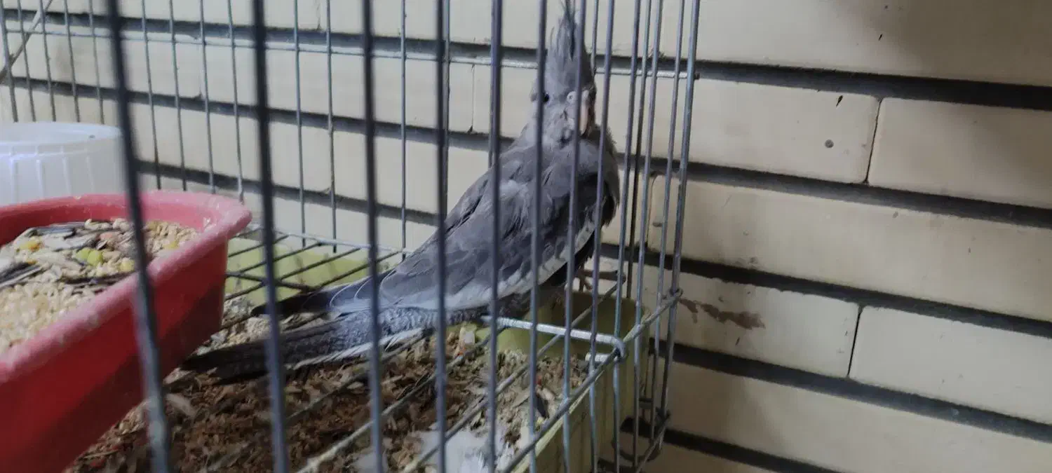 عروس تازه دون خور|پرنده|فرخشهر, |دیوار