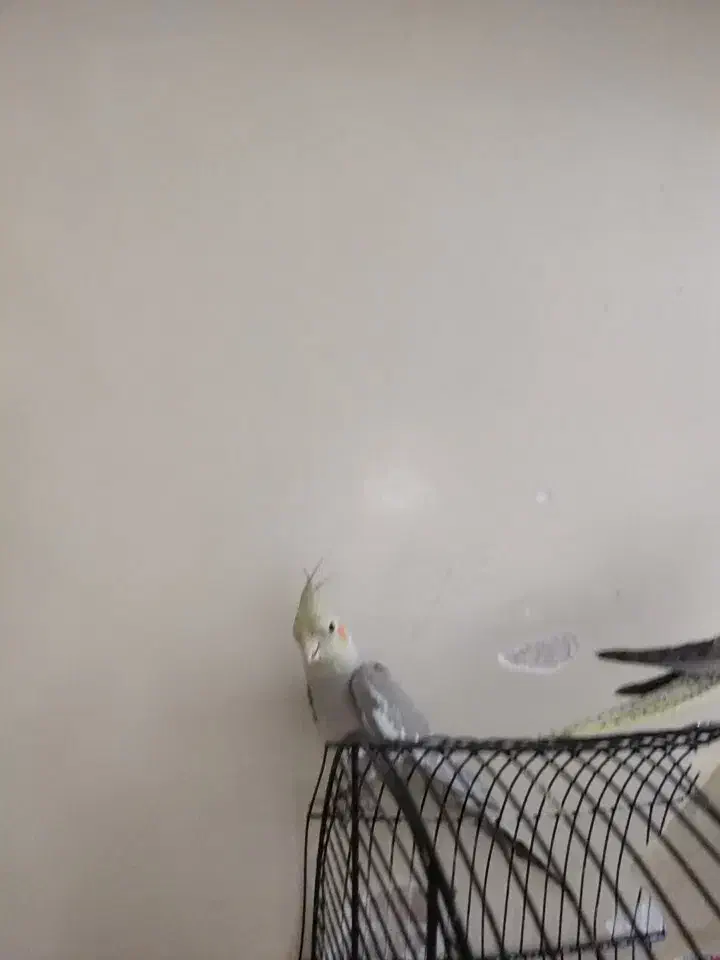 یه جفت عروس هلندی بازیگوش|پرنده|تهران, مینای شمالی (مخبر)|دیوار