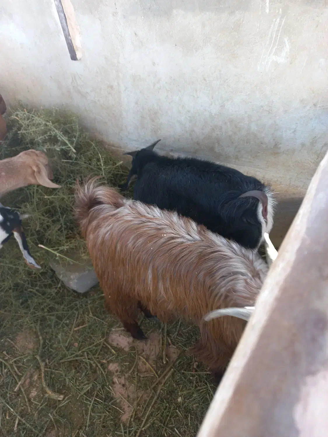 ۹عدد کره نر شیک وزن حدود ۲۵ کیلو|حیوانات مزرعه|کرمان, |دیوار