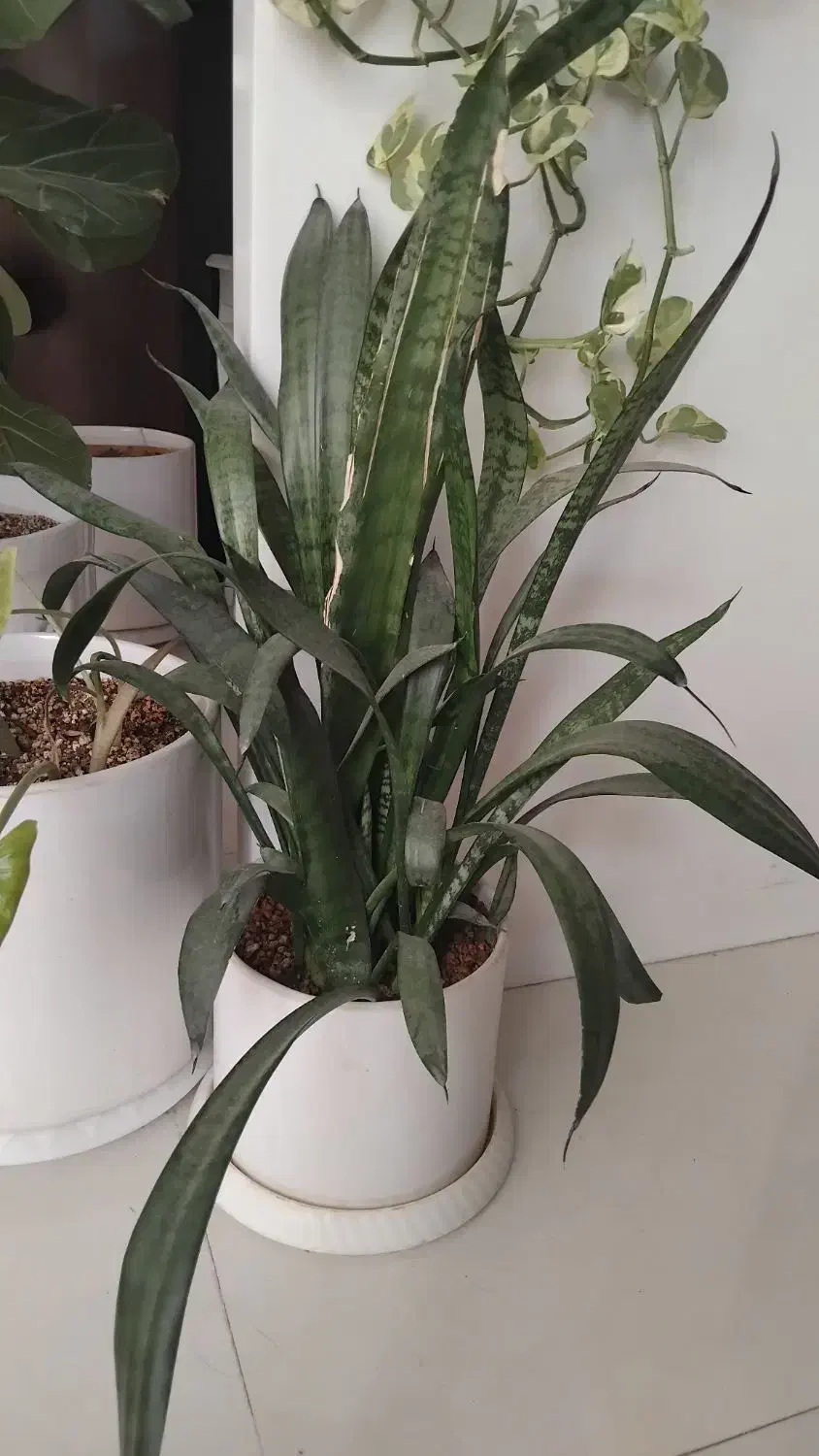 گل طبیعی|گل و گیاه طبیعی|چناران, |دیوار