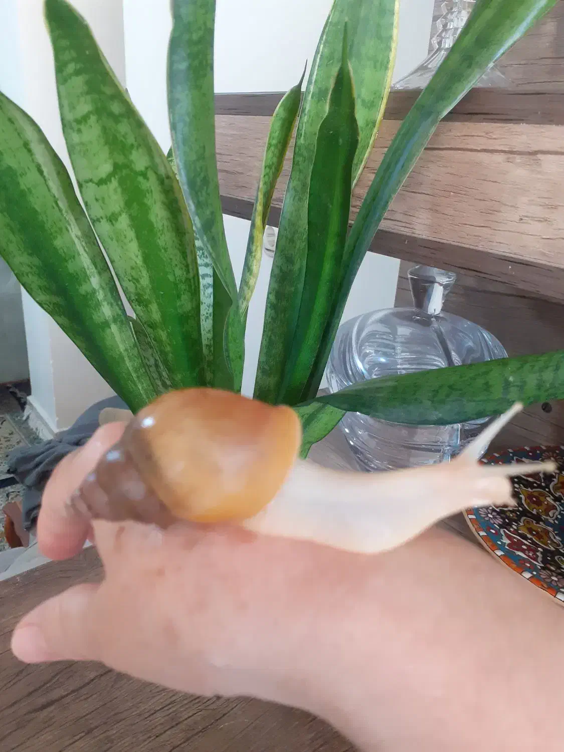 حلزون آچاتینا|خزنده|قزوین, |دیوار