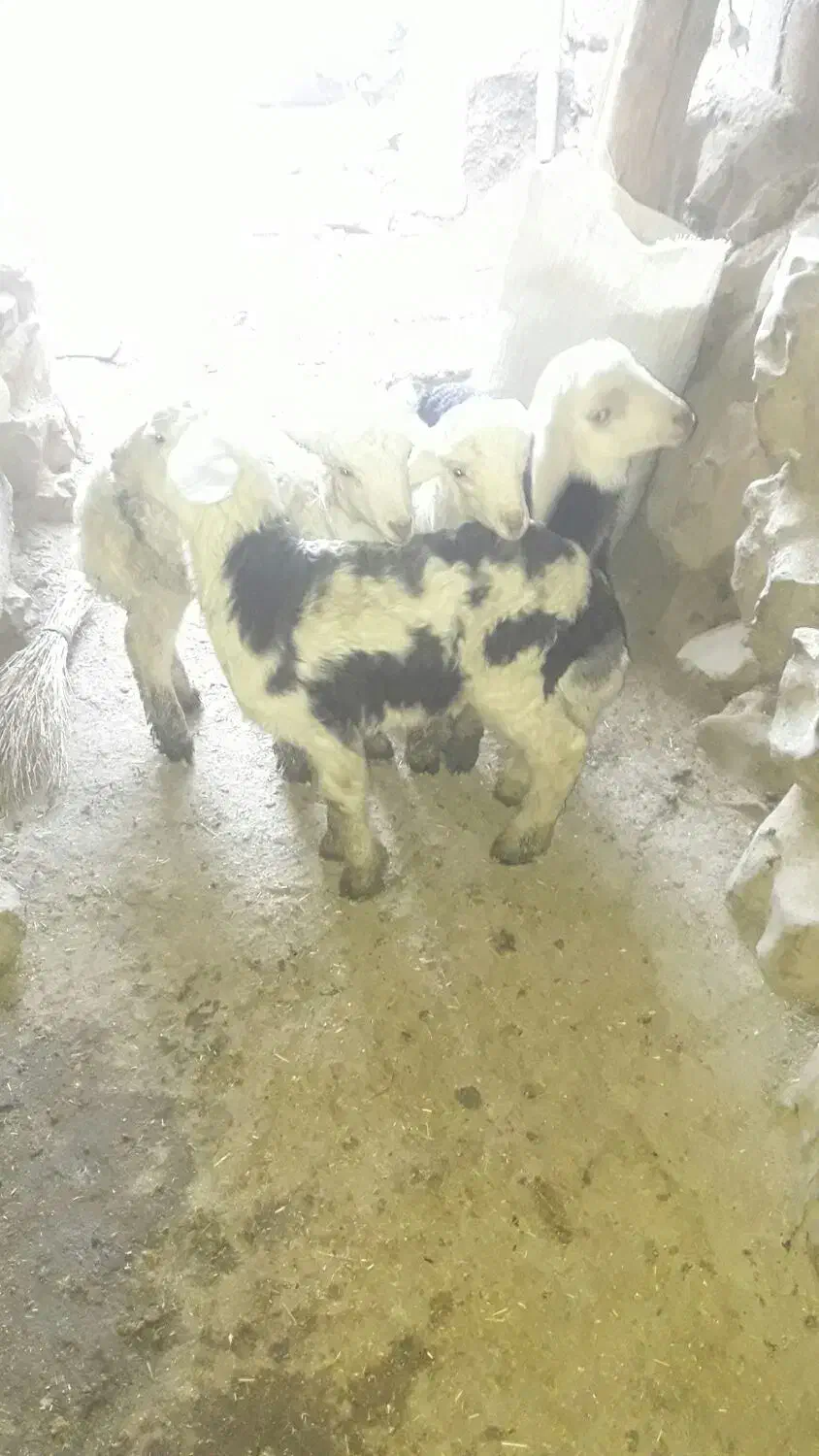 قوچ‌هرکول  پلنگی ۲سالنیم|حیوانات مزرعه|دینور, |دیوار