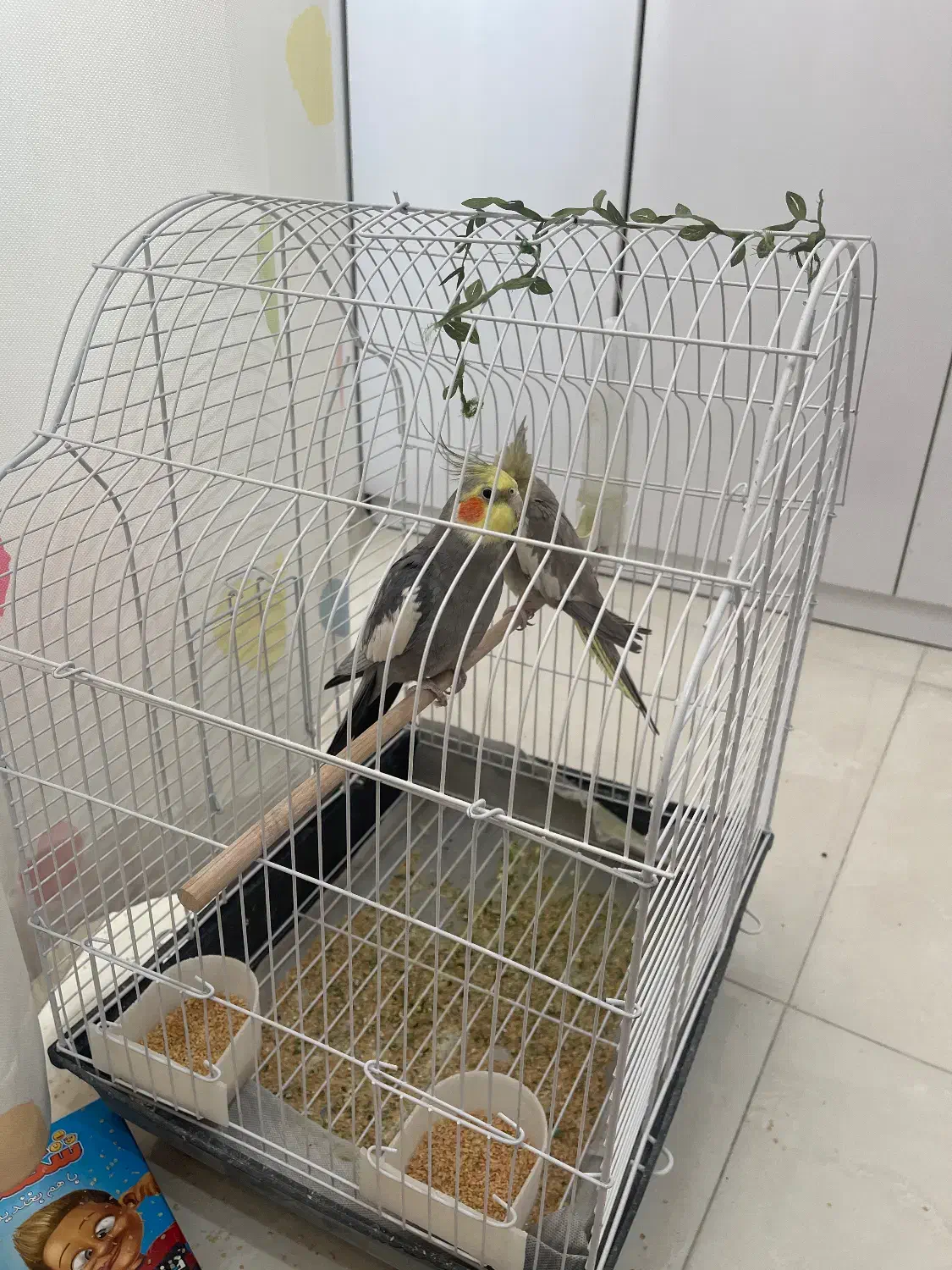 دو عدد عروس هلندی ۱.۴۰۰ تومان|پرنده|بجنورد, |دیوار