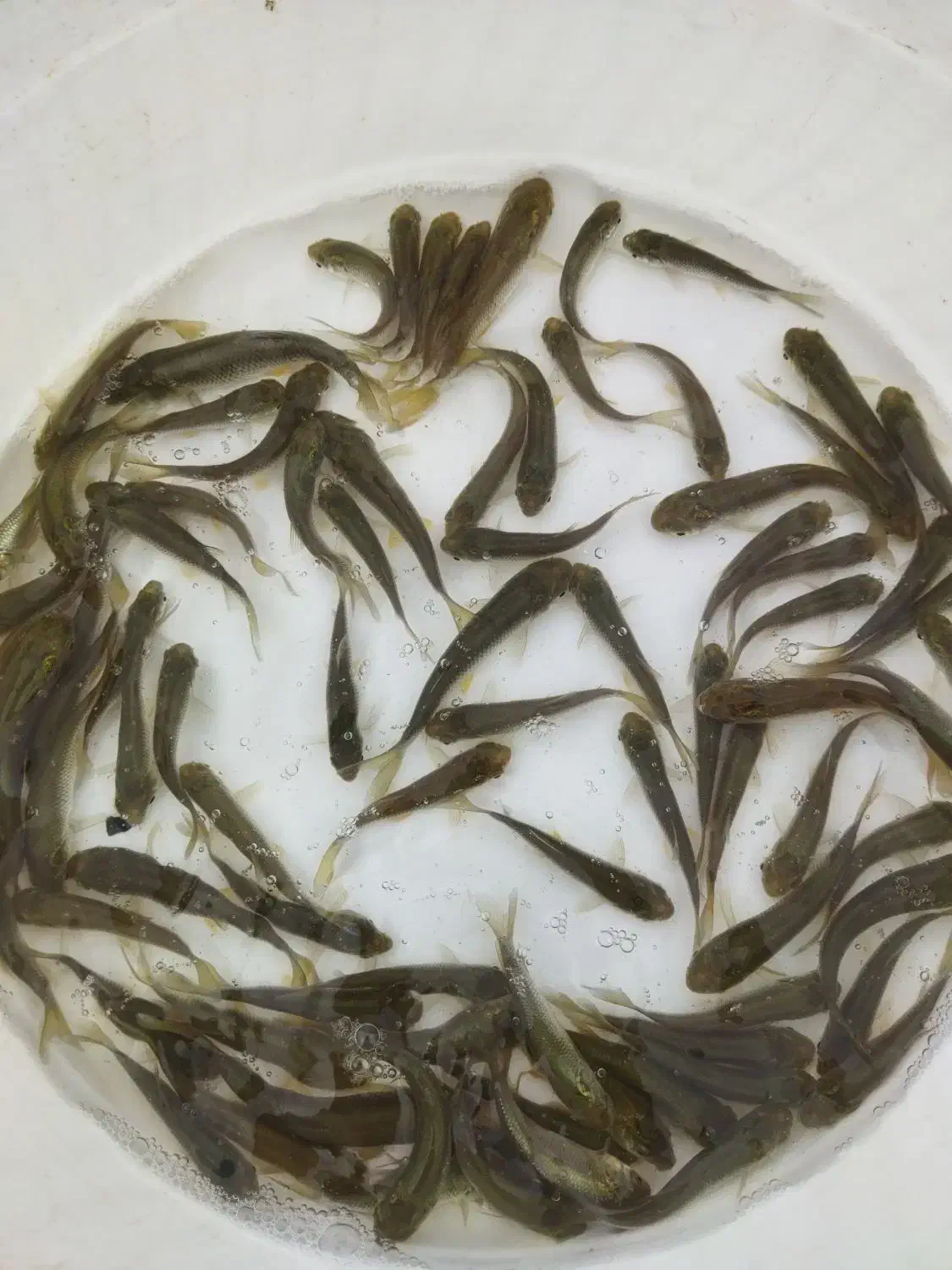 کپور ،امور|عمدهفروشی|اهواز, آریاشهر|دیوار