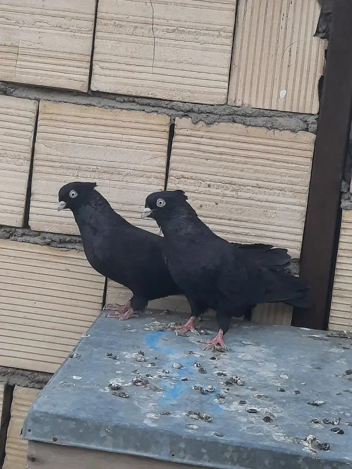 کبوتر زاغ آبادانی چشم نوک سفید|پرنده|قم, نیروگاه|دیوار