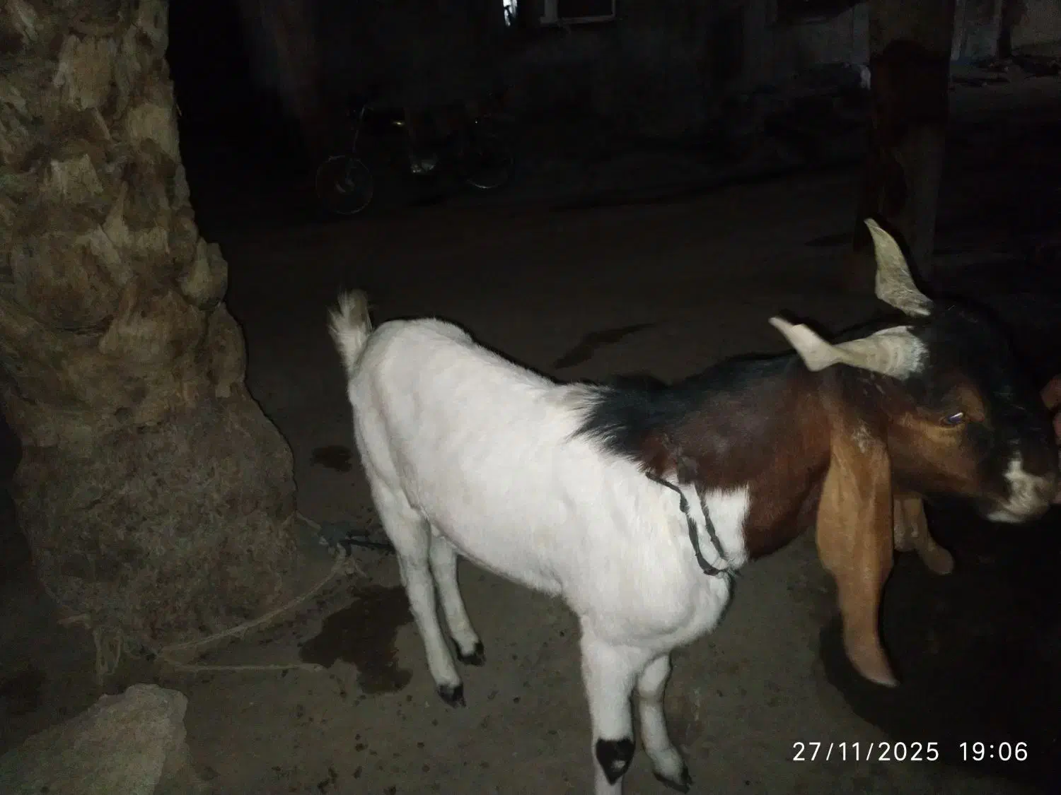 بز نر پاکستانی|حیوانات مزرعه|ساربوک, |دیوار