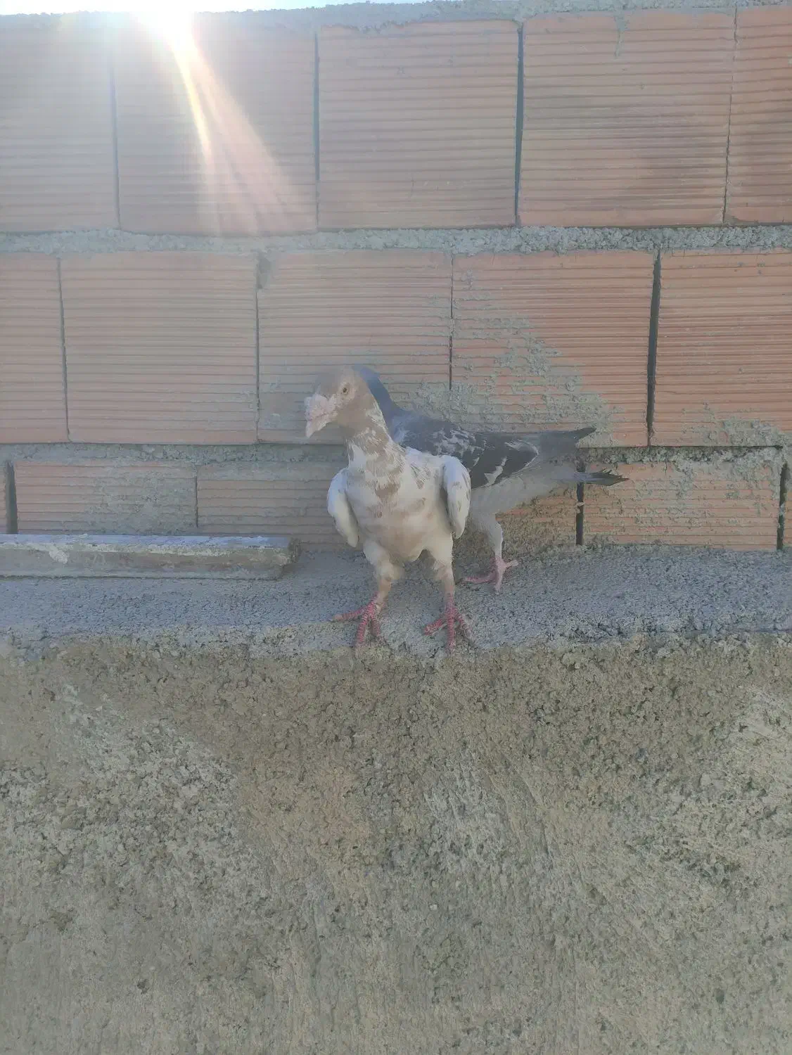 دوعدد کفترقلدر|پرنده|شیروان (خراسان), |دیوار