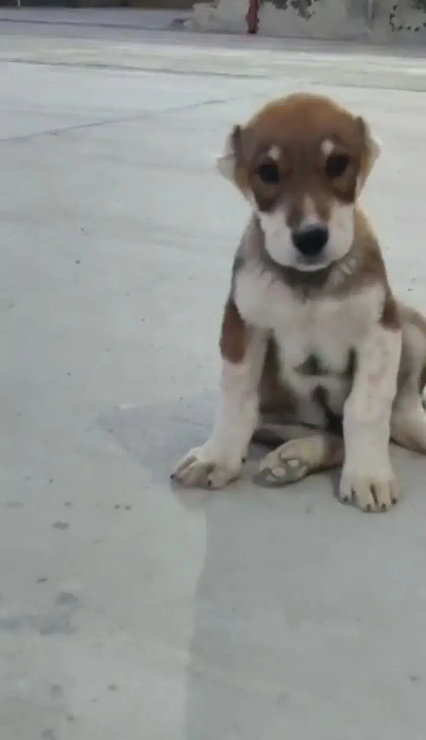 توله نرو ماده|سگ|تهران, تهرانپارس غربی|دیوار