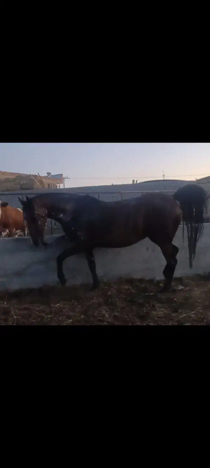 اسب کورد آذر|اسب و تجهیزات اسبسواری|میاندوآب, |دیوار