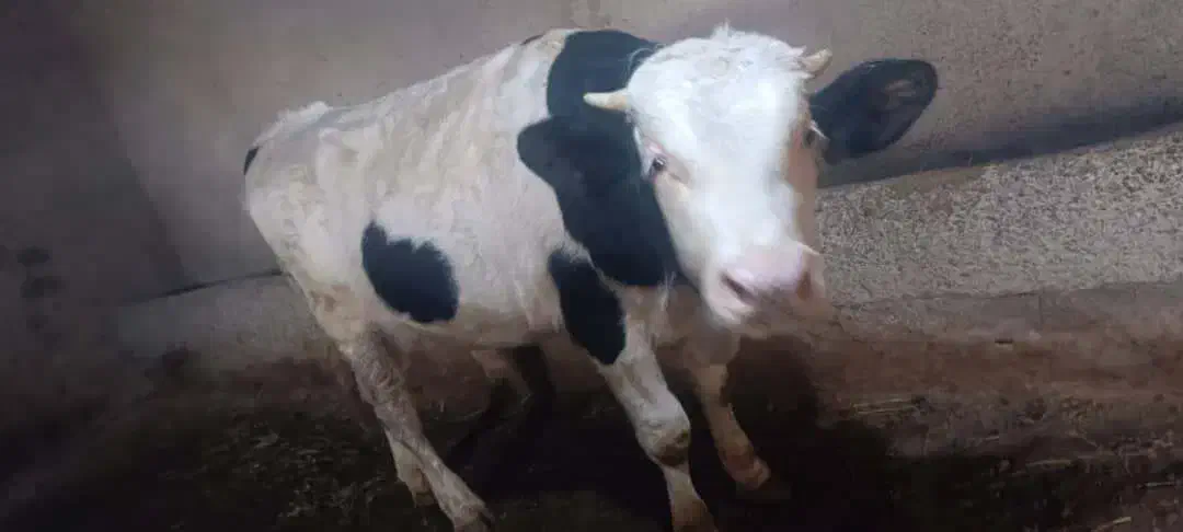 دوتا گاو با گوساله نه ماهه|حیوانات مزرعه|پلدشت, |دیوار