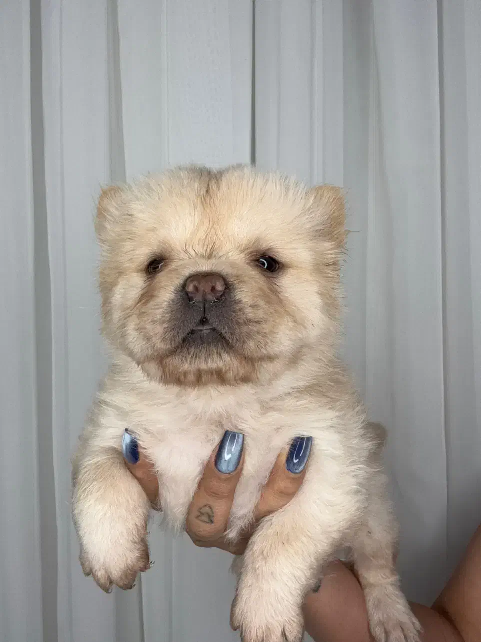 واگذاری توله چاو چاو|سگ|پاکدشت, پاکدشت (مامازند)|دیوار