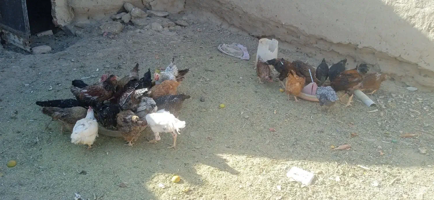 مرغ محلی|حیوانات مزرعه|گزیک, |دیوار