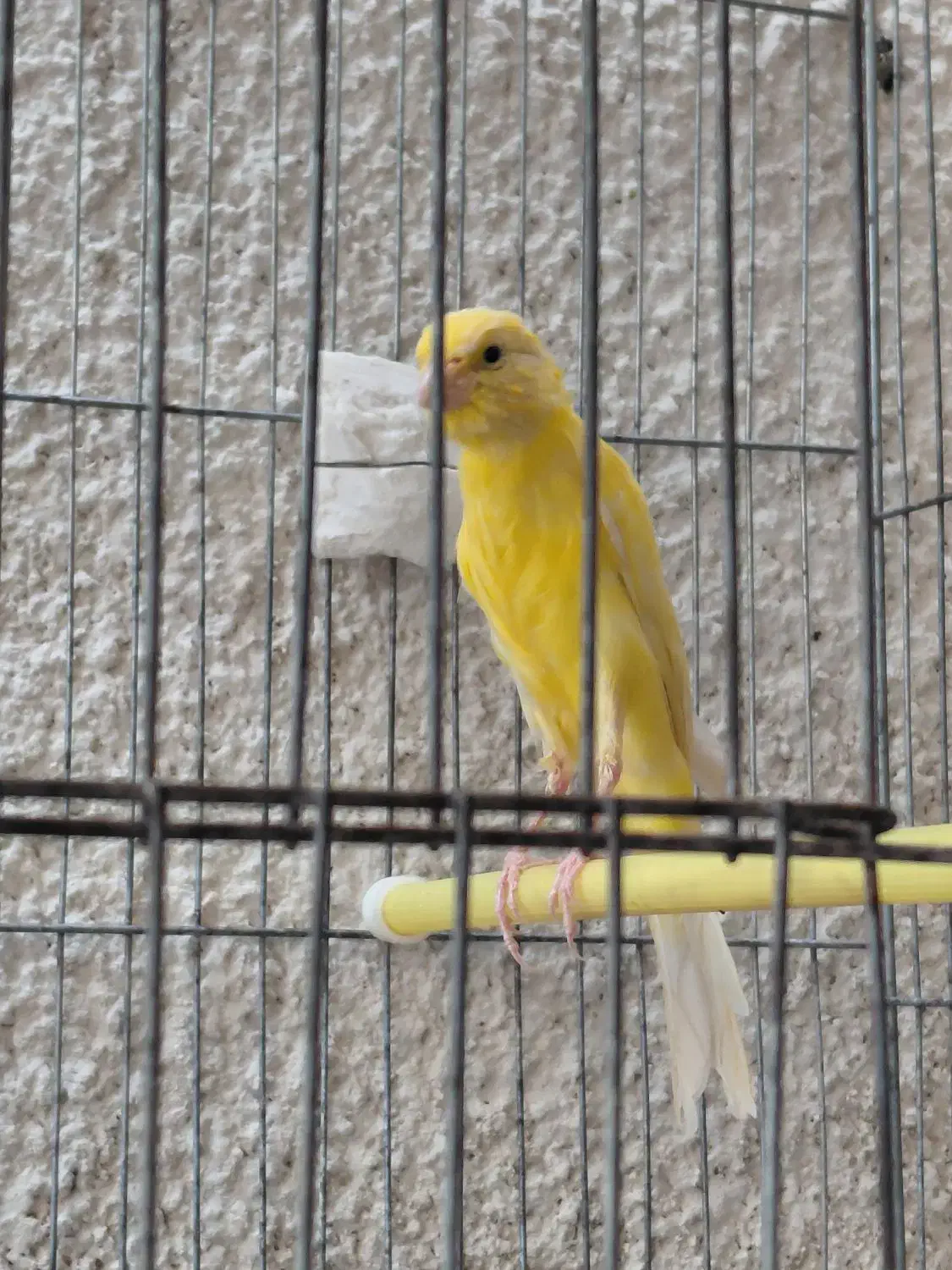 قناری نر یسر|پرنده|الوند, |دیوار