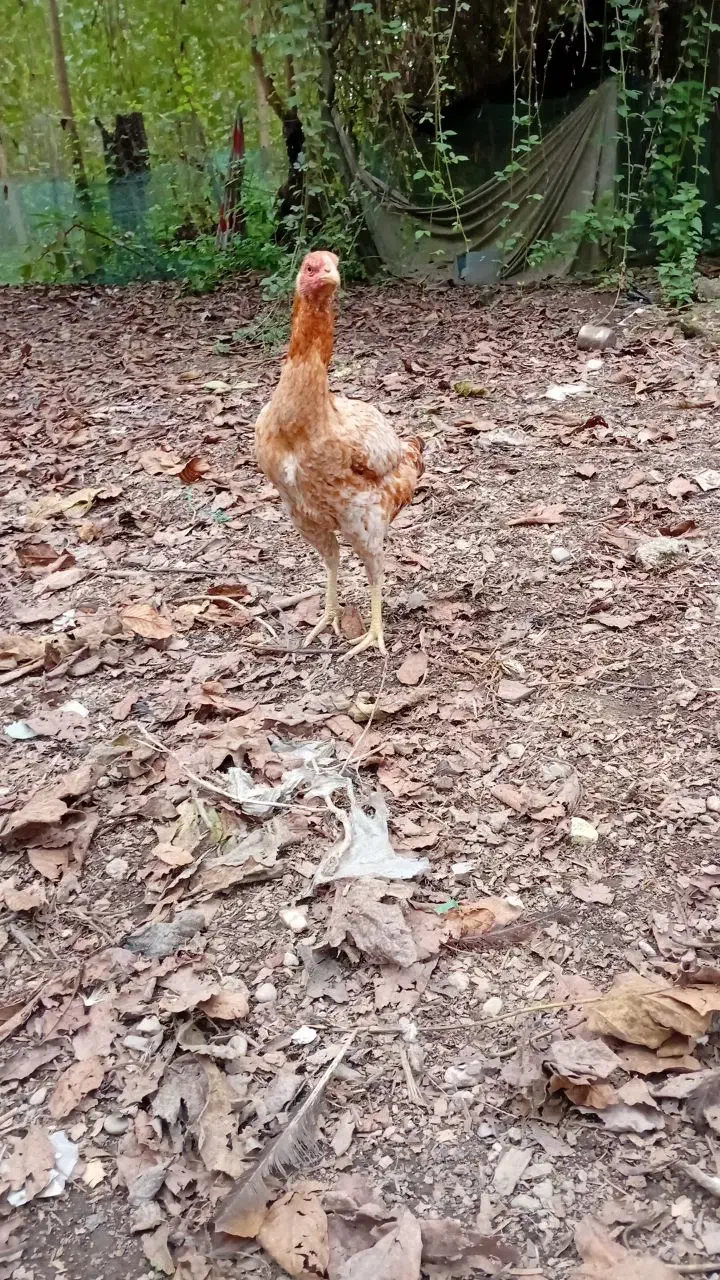 مرغ لاری اصیل|حیوانات مزرعه|فومن, |دیوار