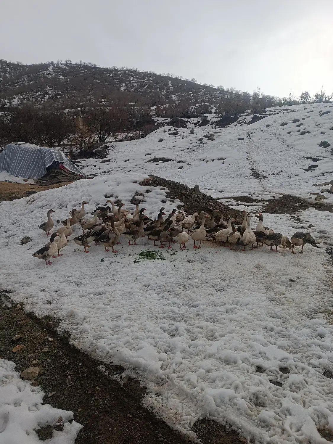 قاز محلی|حیوانات مزرعه|مریوان, |دیوار