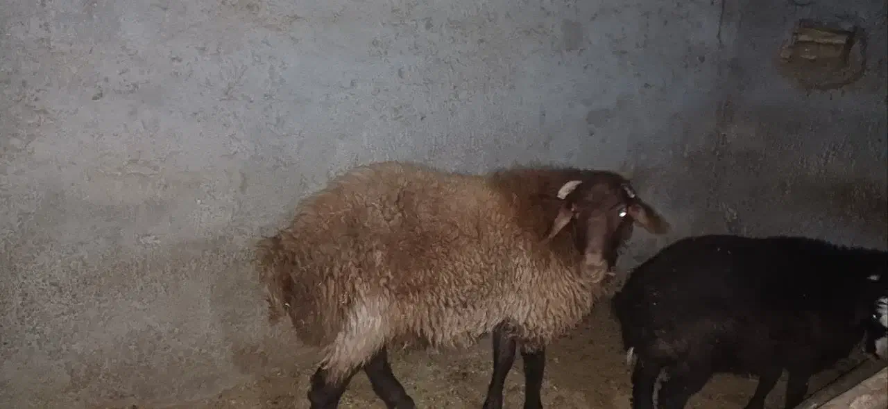 بره هترو|حیوانات مزرعه|جغتای, |دیوار