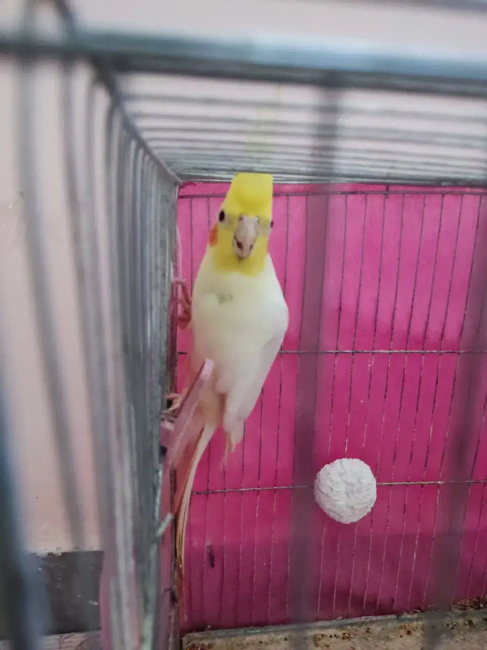 عروس هلندی نر بالغ|پرنده|گرگان, |دیوار