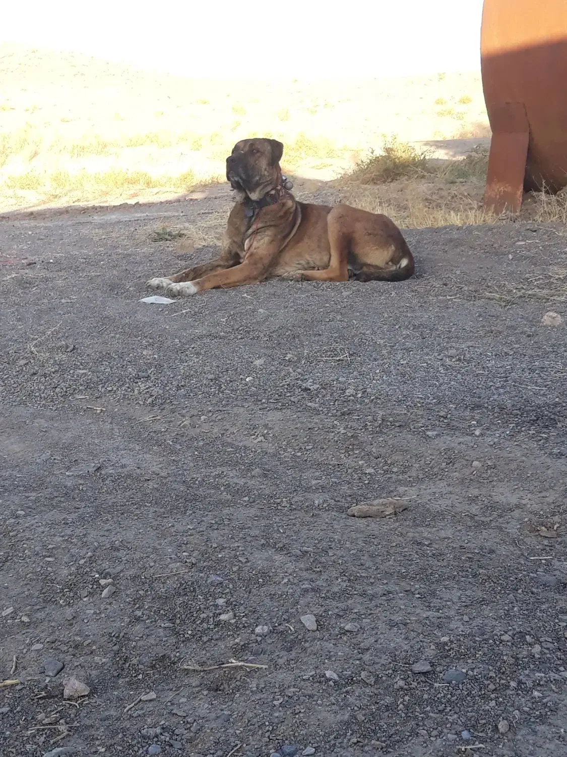 سگ گله|سگ|زاوه, |دیوار