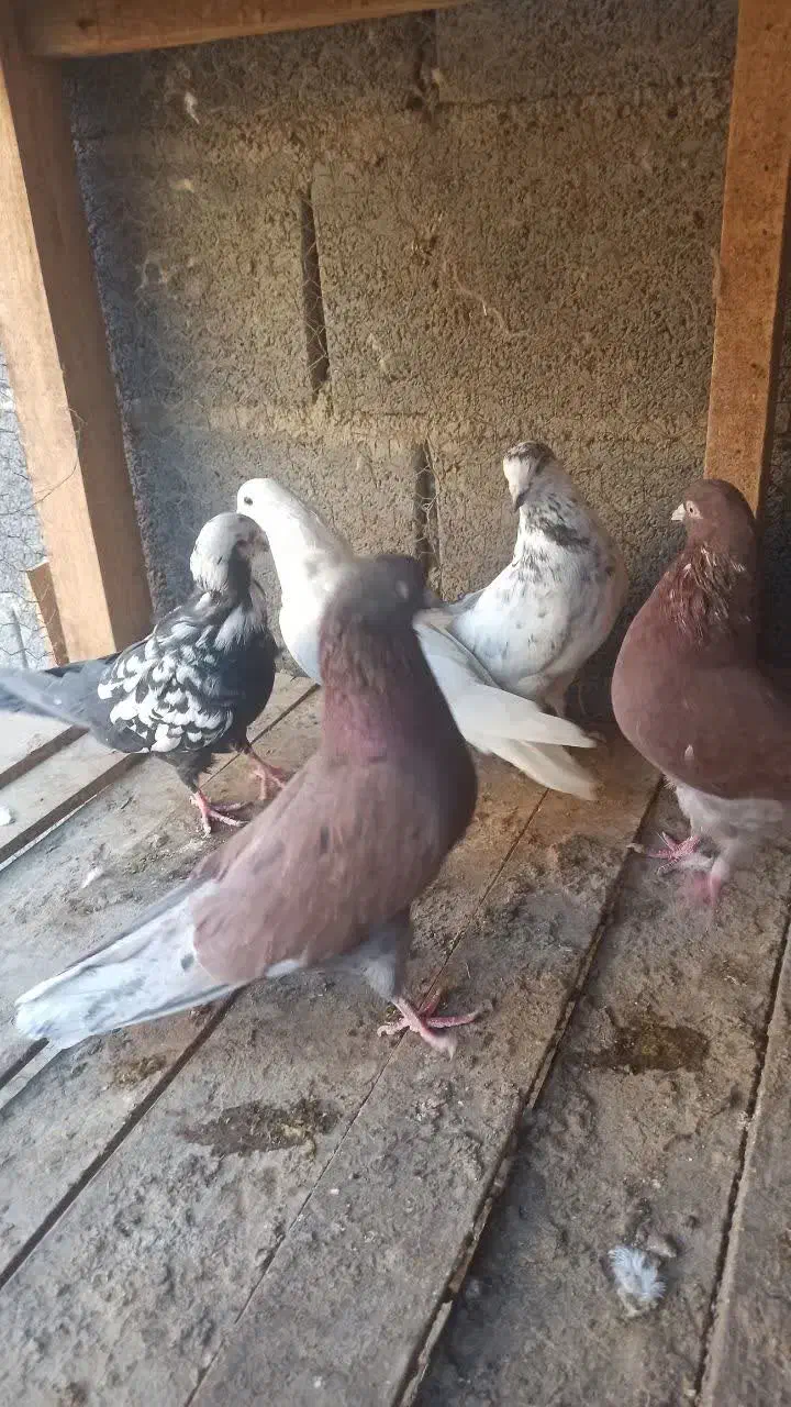 کبوتر پرشی|پرنده|مبارکه, |دیوار