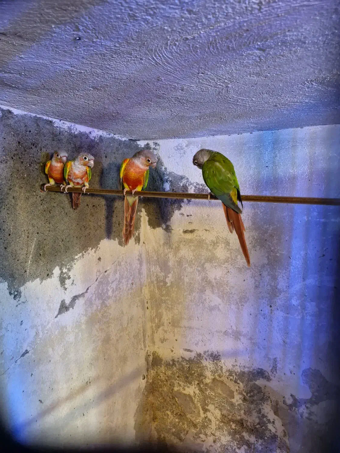 گرینچیک مولد|پرنده|میاندوآب, |دیوار