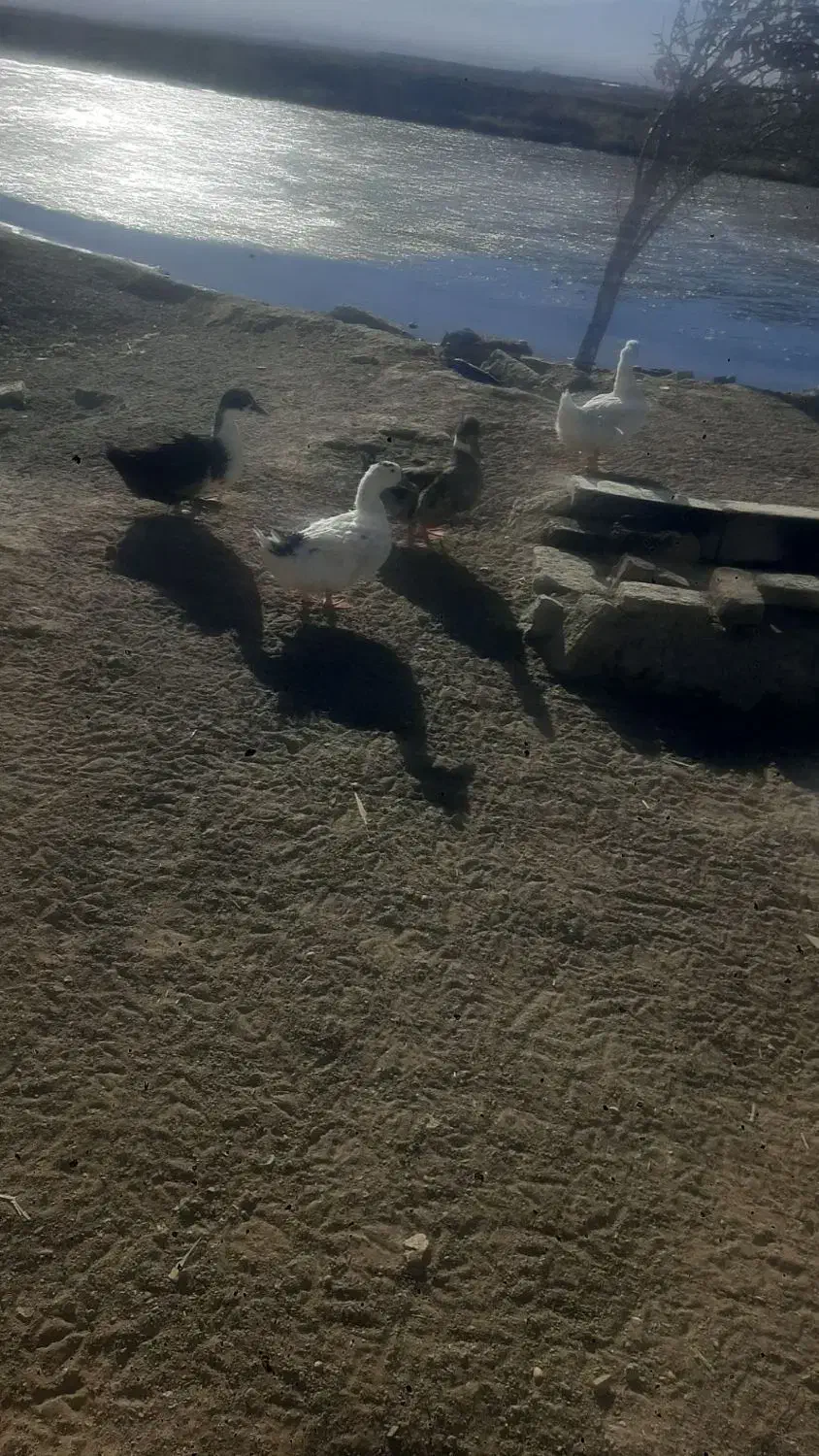 سه عدر اردک کرچ شده به شرط تخم|حیوانات مزرعه|سبزوار, امیریه|دیوار