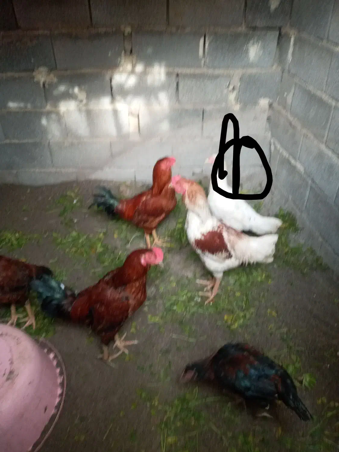 خروس|حیوانات مزرعه|آق قلا, |دیوار