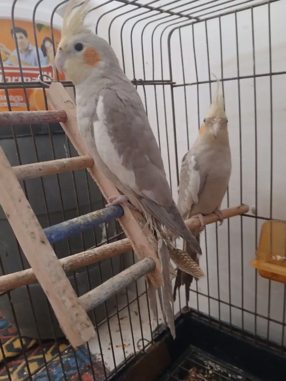 عروس هلندی|پرنده|بندر ماهشهر, |دیوار