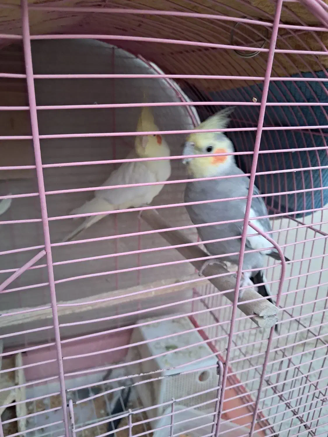 عروس هلندی سخنگو|پرنده|کرج, شهرک پردیسان|دیوار