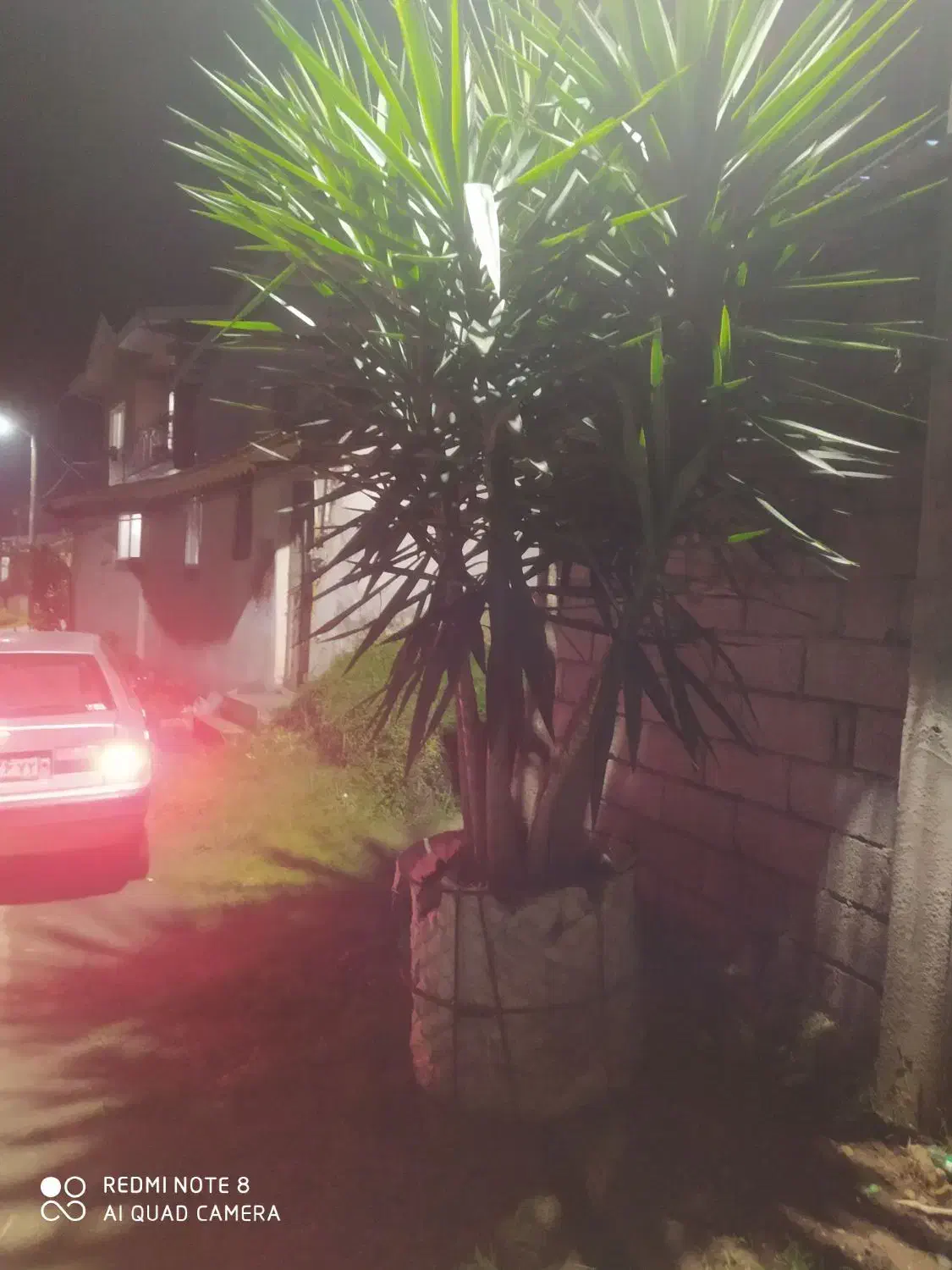 یوکا تمیزوسرحال|گل و گیاه طبیعی|چابکسر, |دیوار