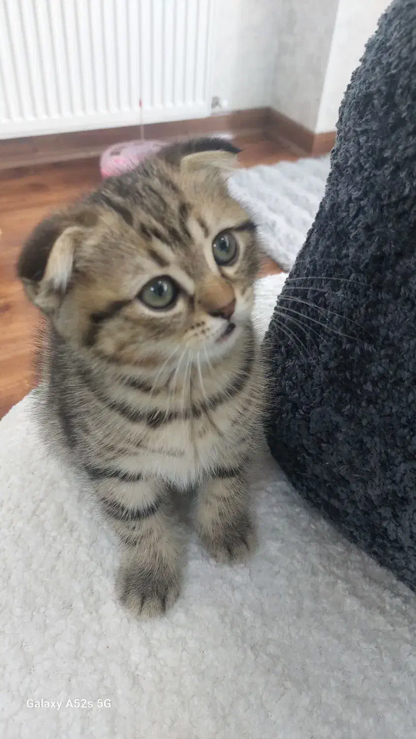 ۲تا بچه گربه دو ماهه اسکاتیش انفولدچشم سبز|گربه|قدس, شهر‌قدس|دیوار