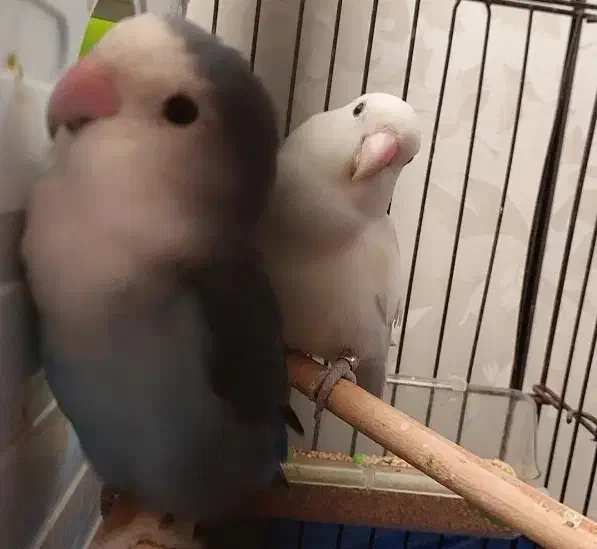 گمشده کوتوله برزیلی|حیوانات|بندرعباس, |دیوار