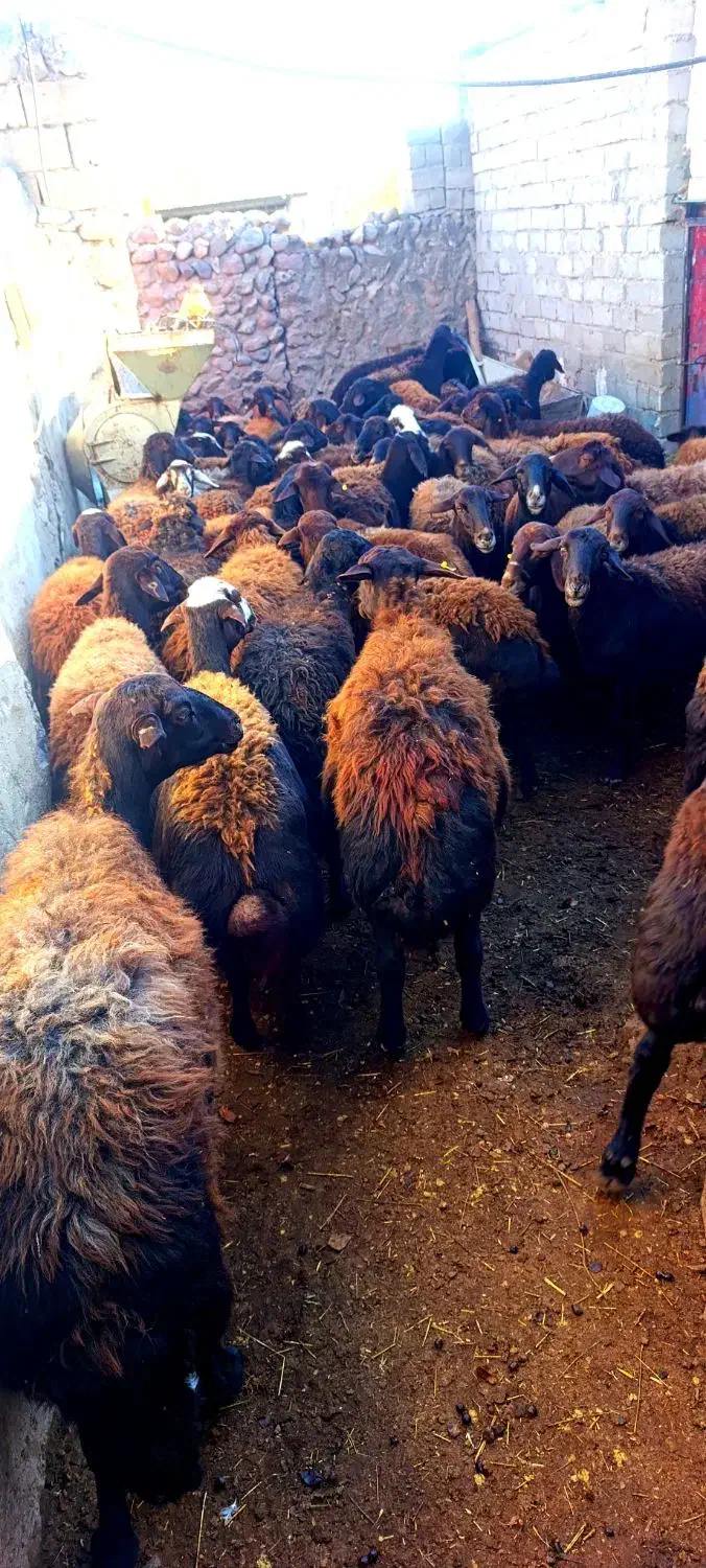 گوسفند.میش  ابستن|حیوانات مزرعه|تیکمه داش, |دیوار