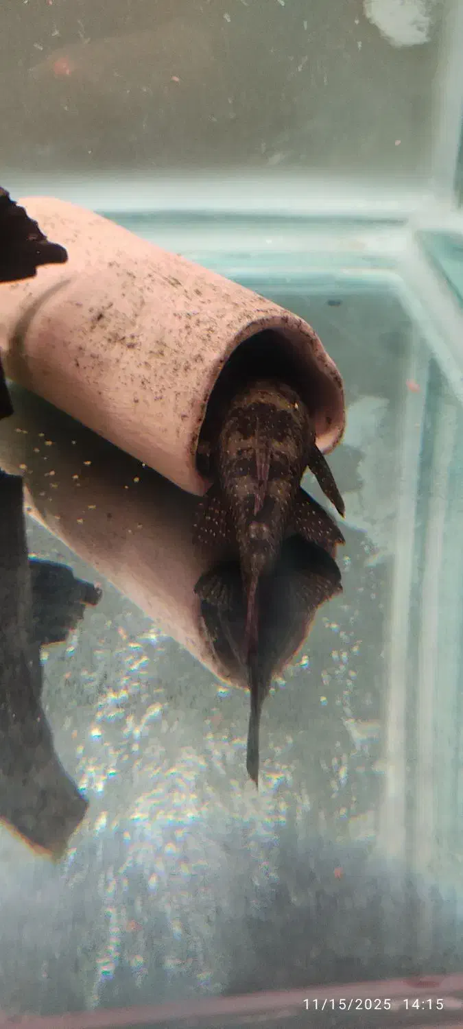 فروش لجن خوار ال۵۹|ماهی|کرمان, |دیوار