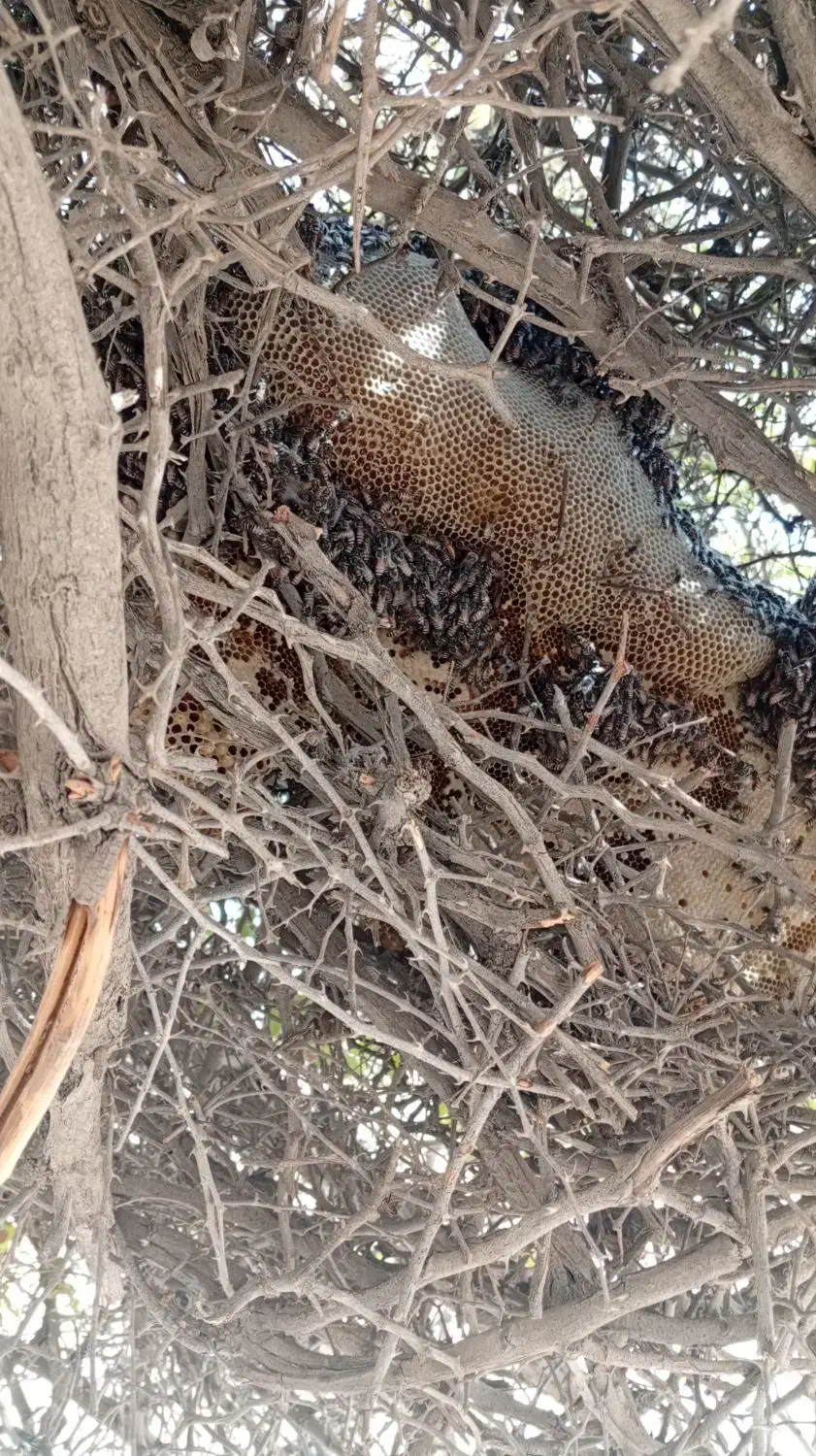 عسل محلی با موم وصاف شده موجود مقدار محدود|خوردنی و آشامیدنی|اسیر, |دیوار