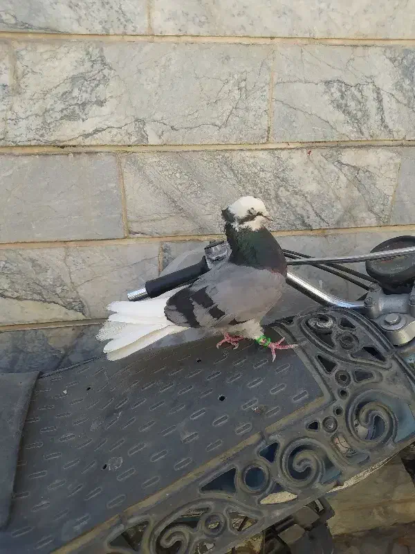 شازده سبز ماده|پرنده|ملایر, |دیوار