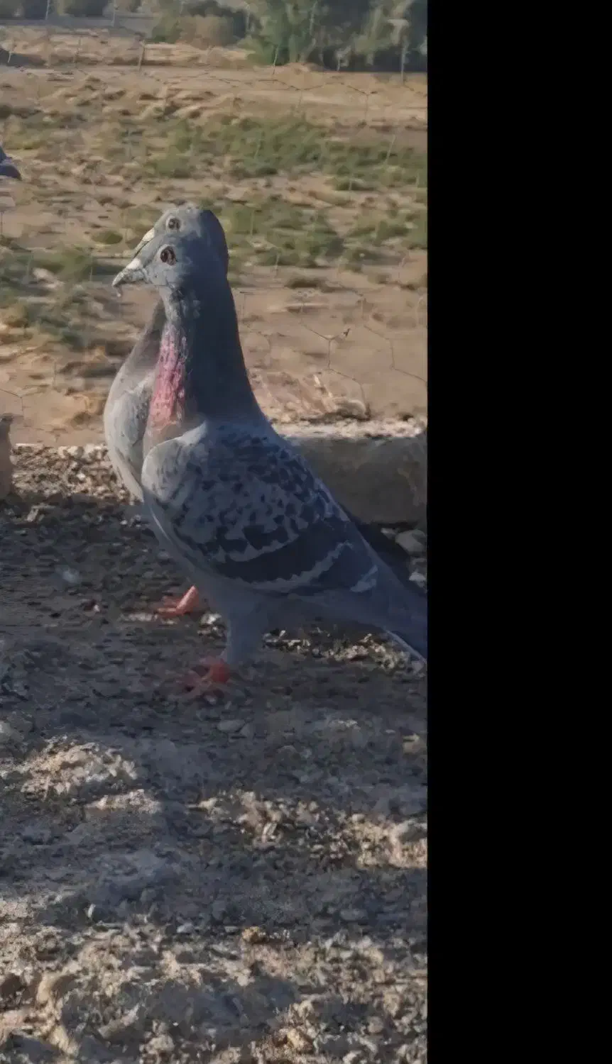 کبوتر|حیوانات|زابل, |دیوار