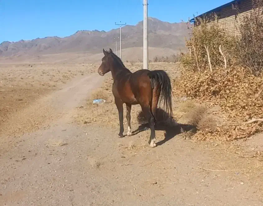 اسب..مادیان..اسبکرد|اسب و تجهیزات اسب‌سواری|اردستان, |دیوار