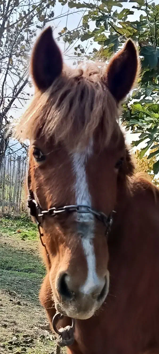 یک عدداسب یابو با پالان|اسب و تجهیزات اسب‌سواری|گرگان, |دیوار