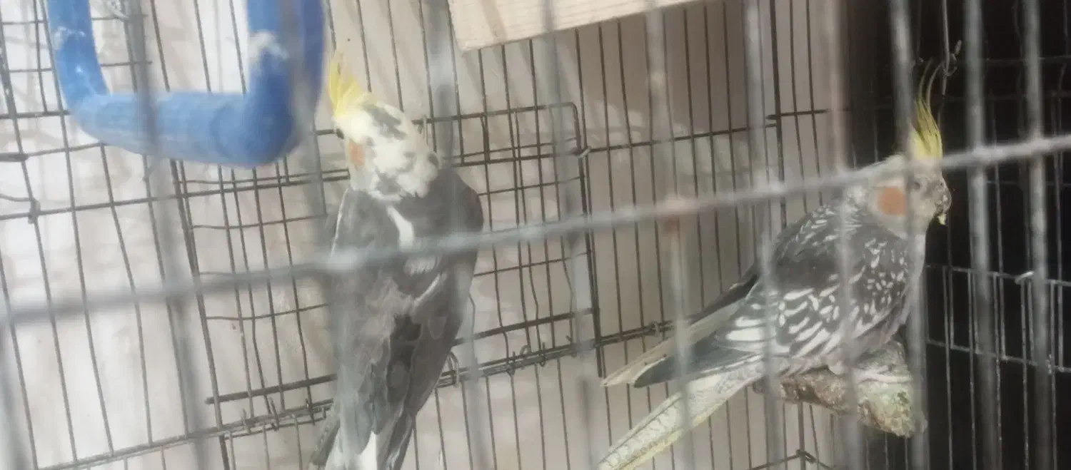 عروس هلندی نروماده جفت بامرغ محلی هم معاوضه دارم|پرنده|لامرد, |دیوار